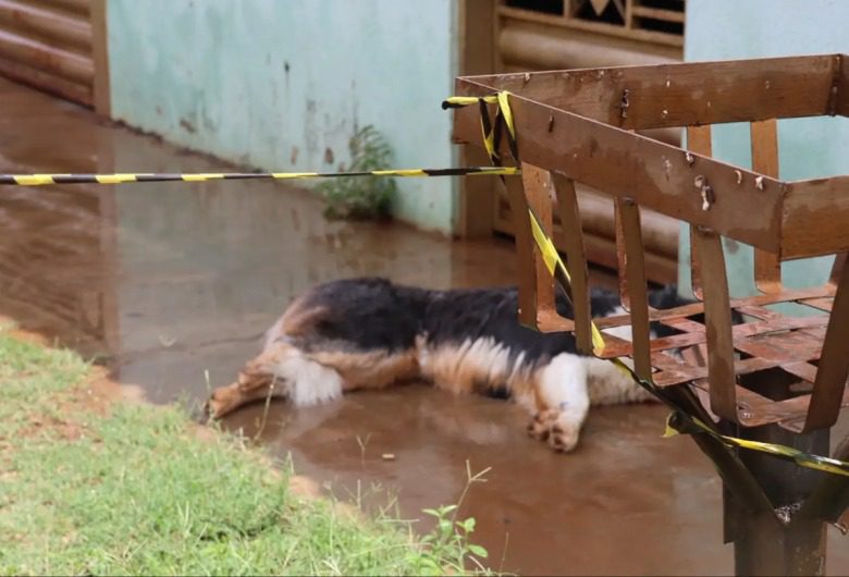 Cachorro escapa de mercado, ataca pessoas e é morto pela PM em Campo Grande