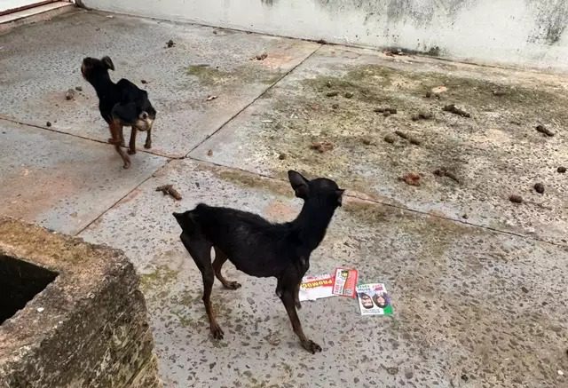 Dois cães são resgatados em estado grave e tutor é preso por maus-tratos em Campo Grande
