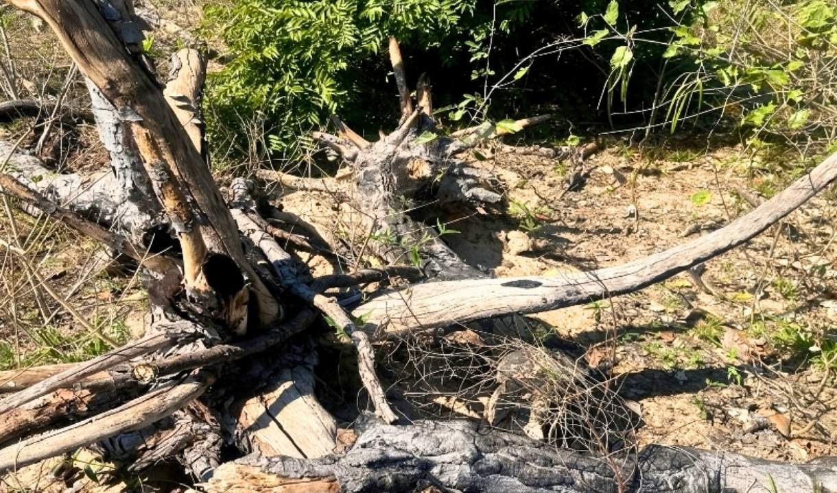 MPMS investiga desmatamento de 756 hectares no Pantanal de Corumbá após multa de R$ 757 mil