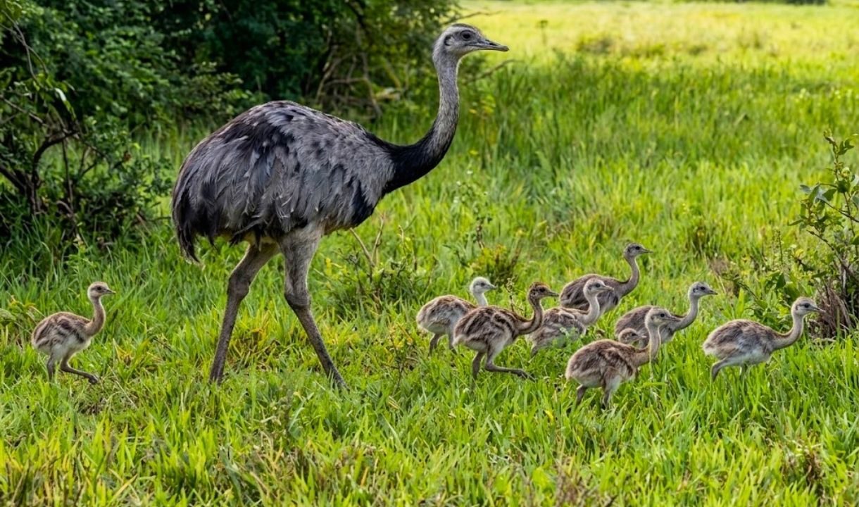Ema macho é filmada acompanhando dezenas de filhotes no Pantanal de MS
