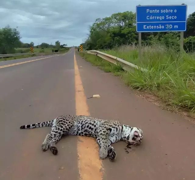 Jaguatirica morre atropelada em Bonito e moradora relata dezenas de mortes na MS-382