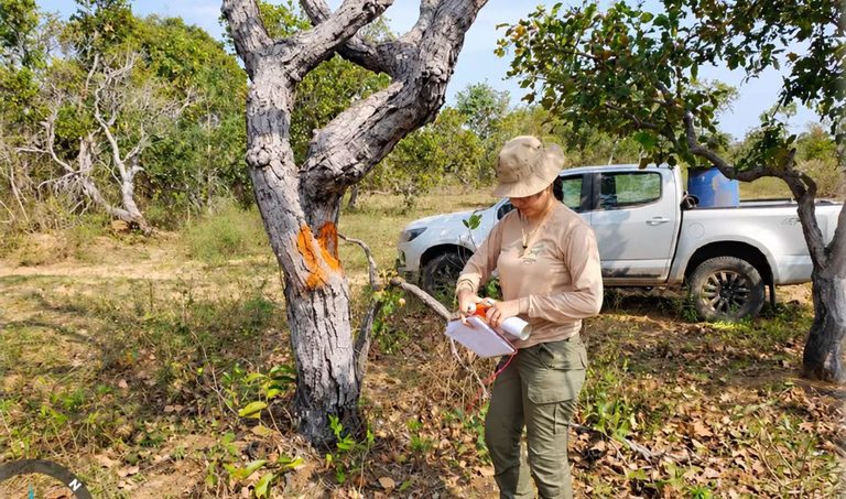 Estudo prevê impactos ambientais em projeto de pastagem de quase 7 mil hectares em Corumbá