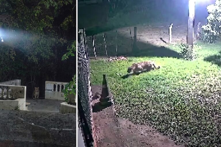 Câmera flagra onça em quintal e moradores voltam a registrar felino em mirante de Corumbá