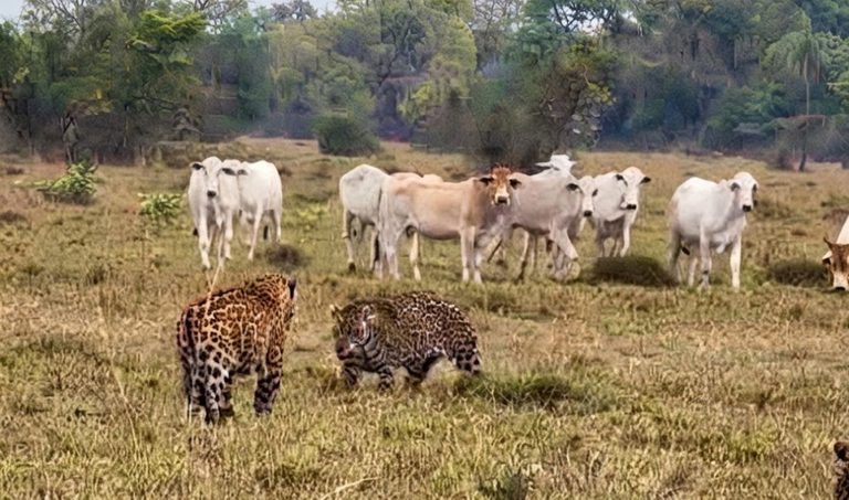 Vídeo mostra duas onças em confronto por fêmea a poucos metros de gado no Pantanal