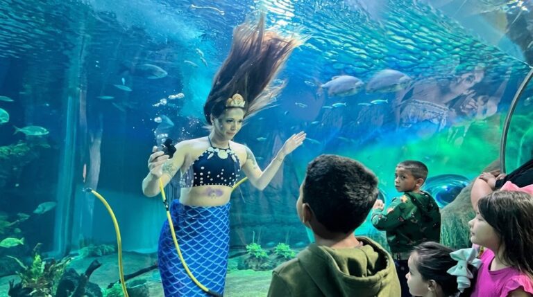 Programação infantil leva sereia para dentro de tanque do Bioparque Pantanal