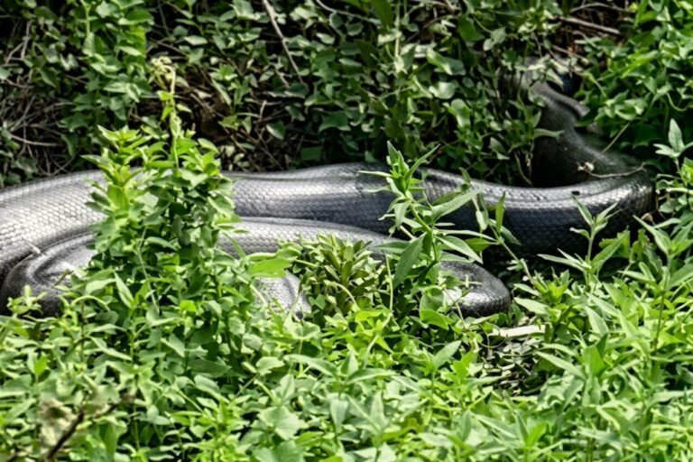 Sucuri gigante se camufla na vegetação e chama atenção durante passeio em Bonito