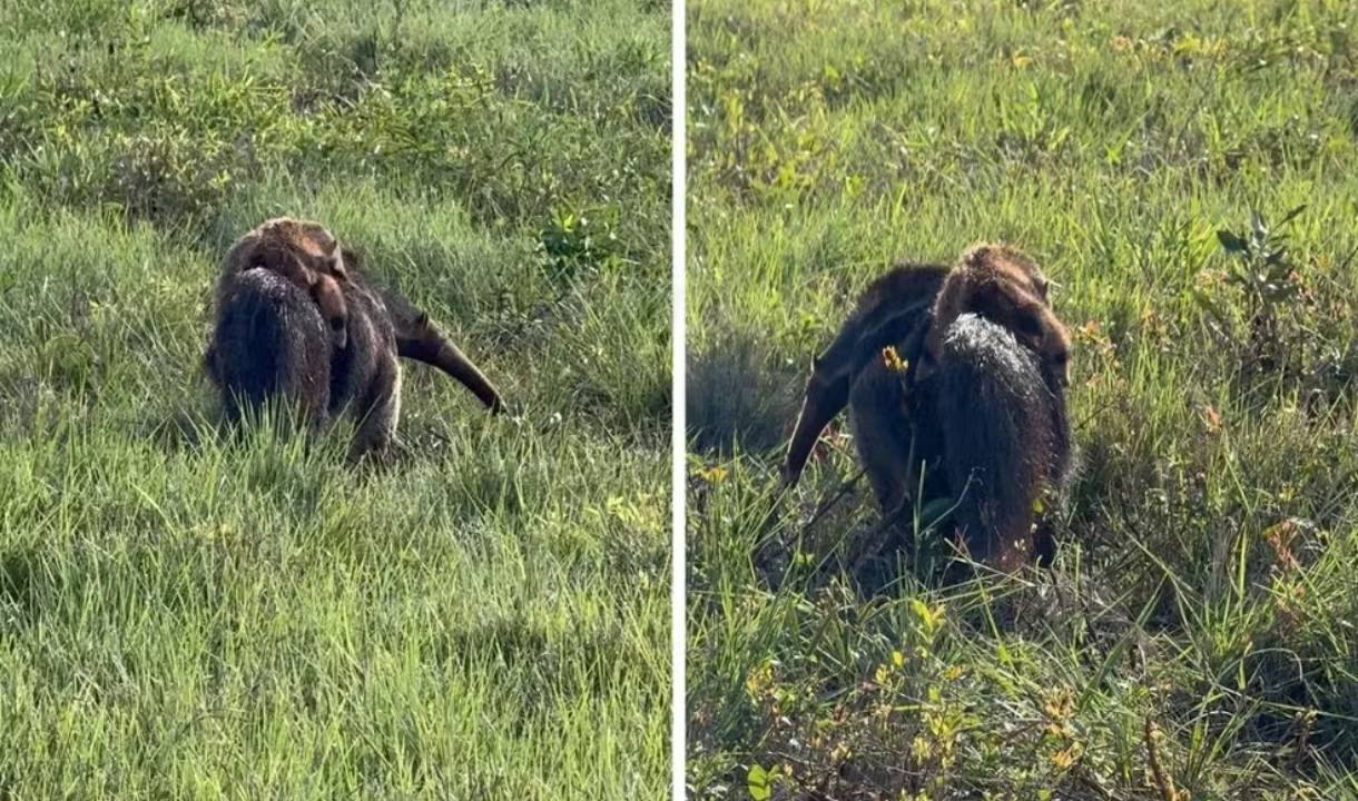 Tamanduá-bandeira foi fotografado carregando filhote nas costas na zona rural de Campo Grande