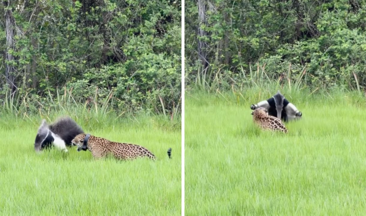 Onça-pintada recua diante de tamanduá-bandeira no Pantanal
