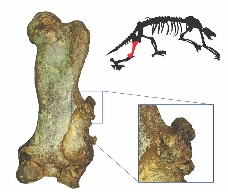 Pesquisa acha 1º câncer em mamífero não humano do período quartenário