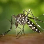 Mosquito-borne diseases has threaten World