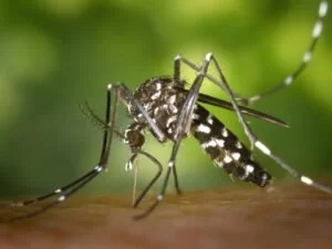 Leia mais sobre o artigo Mosquito-borne diseases has threaten World