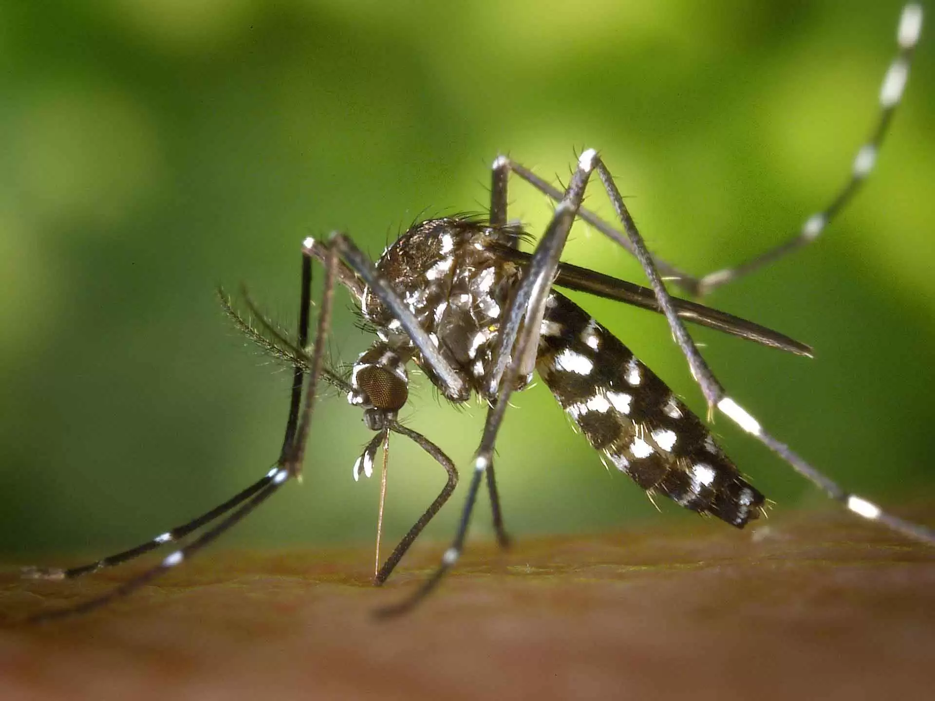 Você está visualizando atualmente Mosquito-borne diseases has threaten World