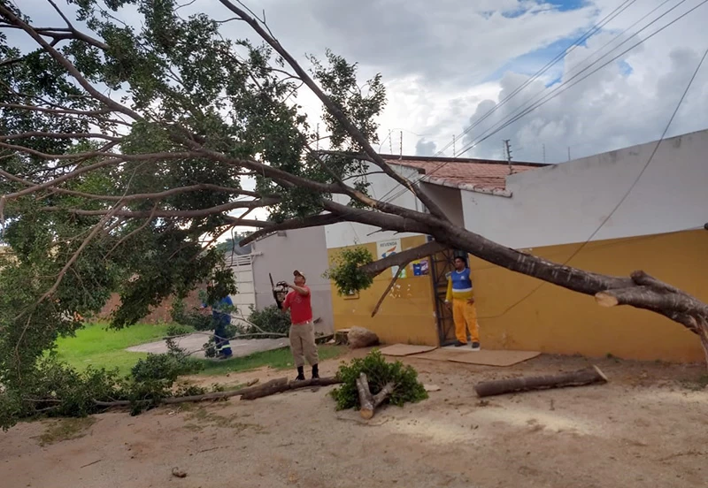 Leia mais sobre o artigo Chuva provoca queda de árvore na parte alta