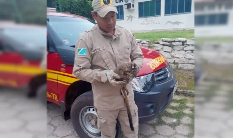 Bombeiros resgatam macaco que se feriu na rede elétrica em Ladário