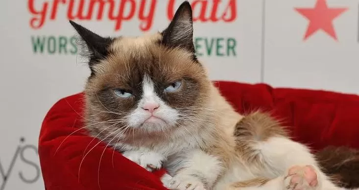 No momento, você está visualizando Morre “Grumpy Cat”, a gata rabugenta que virou meme na internet