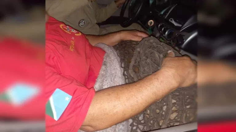 Bombeiros resgatam animal atropelado por caminhoneiro na BR-262