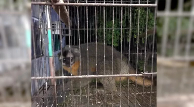 Macaco é resgatado pelos Bombeiros após ser acuado em árvore no bairro Guaraní