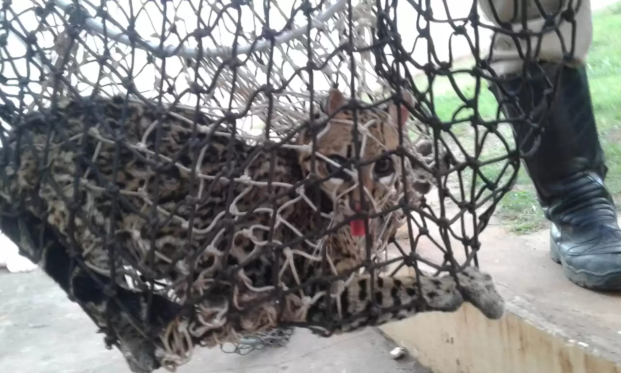 Leia mais sobre o artigo Bombeiros capturam Jaguatirica em varanda de casa em Ladário