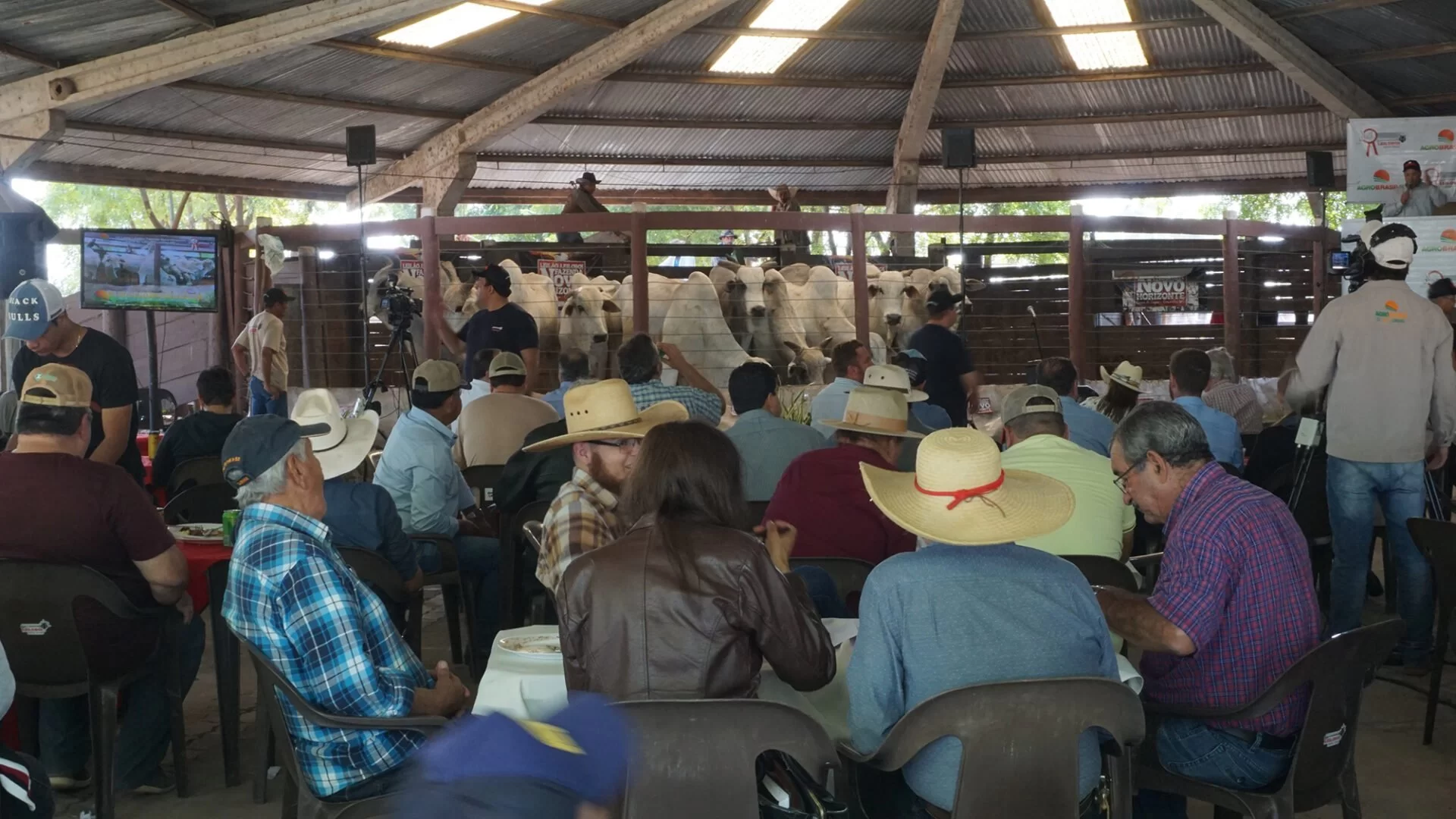 No momento, você está visualizando Leilão movimenta R$ 400 milhões em  seis anos e valoriza o gado do Pantanal