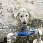 Cachorrinha de rua que fica entalada em muro, é resgatada por bombeiros e ganha novo lar em MS