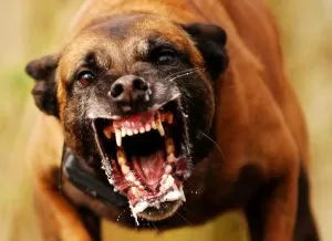 Leia mais sobre o artigo Bombeiros socorrem homem mordido por cachorro no Popular Nova