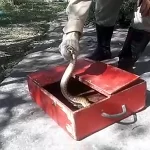 Bombeiros capturam serpente na frente de portão em Ladário | vídeo