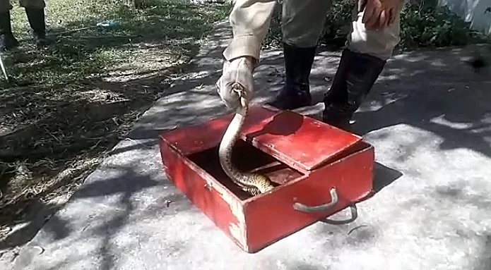 Você está visualizando atualmente Bombeiros capturam serpente na frente de portão em Ladário | vídeo