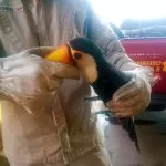 Tucano é resgatado após ficar preso em linhas de pipa no alto de árvore em Corumbá