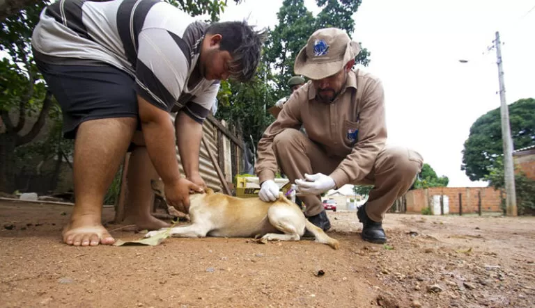 Vacinação Antirrábica na zona urbana começa no dia 5 de agosto