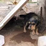 PMA autua homem por maus-tratos contra dois cachorros em Corumbá