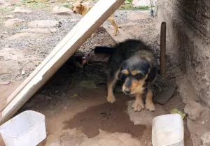 Leia mais sobre o artigo PMA autua homem por maus-tratos contra dois cachorros em Corumbá