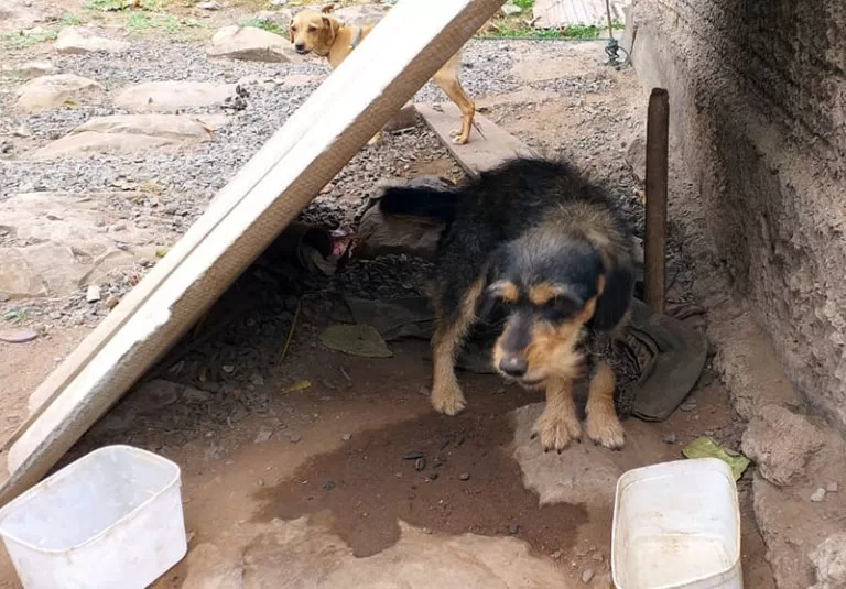 Abandono: a triste realidade dos animais em época da covid-19