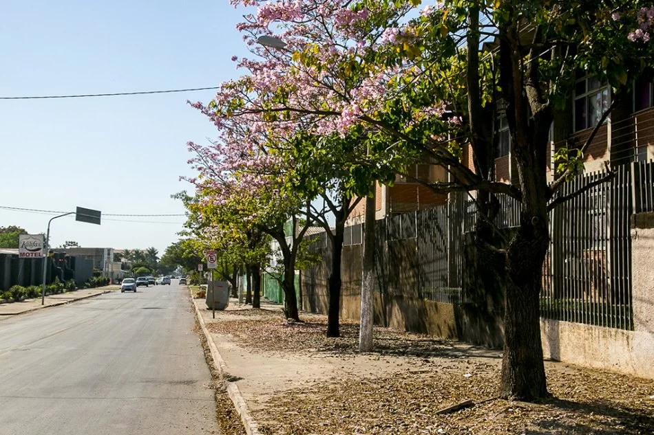 Você está visualizando atualmente Corumbá Mais Verde: população pode solicitar plantio de árvores por telefone