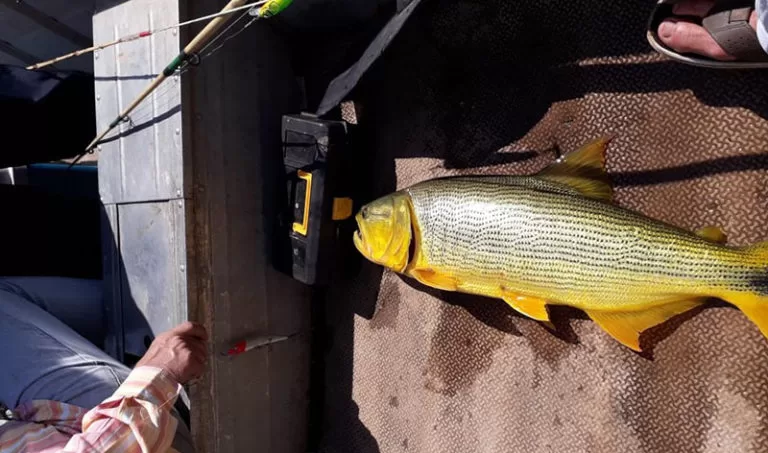 Homem divulga pesca de dourado e acaba multado em R$ 4,3 mil pela PMA