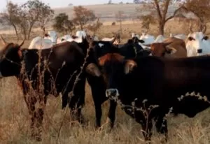 Leia mais sobre o artigo Homem é preso por furtar 200 cabeças de gado em fazendas