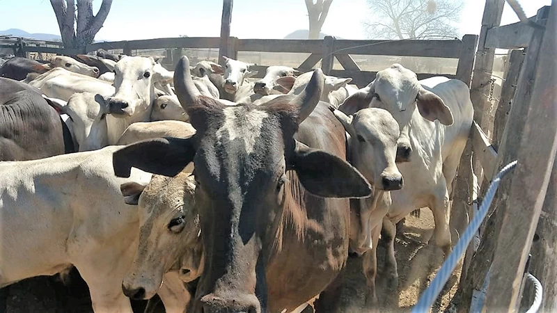 Leia mais sobre o artigo Homem denuncia furto de gado em propriedade rural na região do Taquari