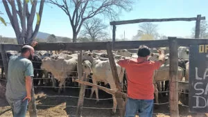 Leia mais sobre o artigo Em Corumbá, Garras prende homem com 39 cabeças de gado sem origem comprovada