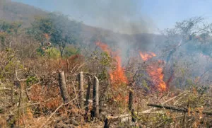Leia mais sobre o artigo Bombeiros combatem incêndio em área de desmatamento no  Anel Viário