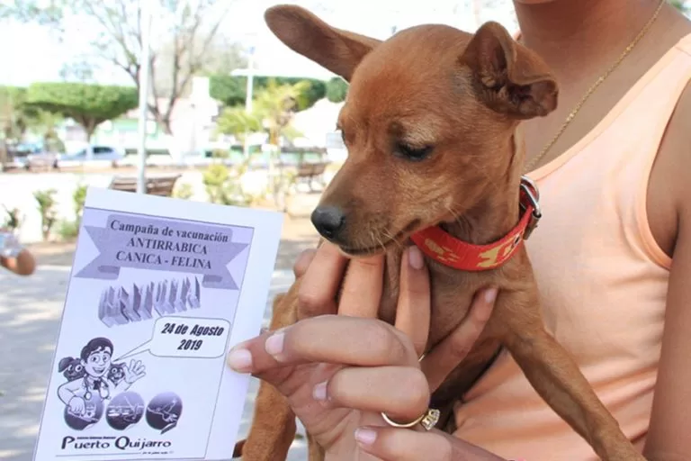 Corumbá apoia campanha de vacinação contra raiva na Bolívia