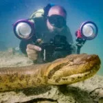 Sucuri ‘posa’ para foto e até lambe a câmera em rio de águas transparentes em MS