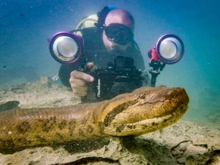 Sucuri ‘posa’ para foto e até lambe a câmera em rio de águas transparentes em MS