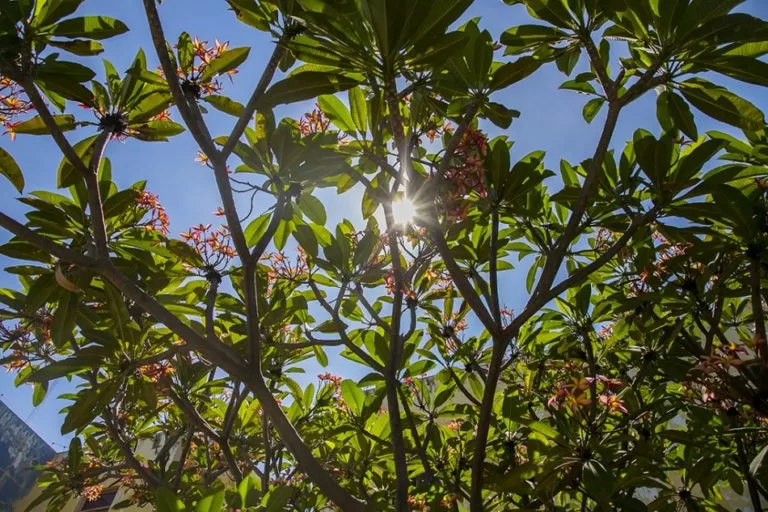 Defesa Civil orienta como amenizar efeitos da baixa umidade do ar