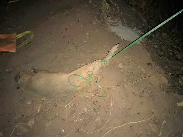 Homem é preso após capturar capivara, agredi-la com pauladas e amarrar animal em árvore em MS