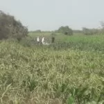 Trabalhador rural é socorrido pelos bombeiros após levar coice de cavalo no Pantanal