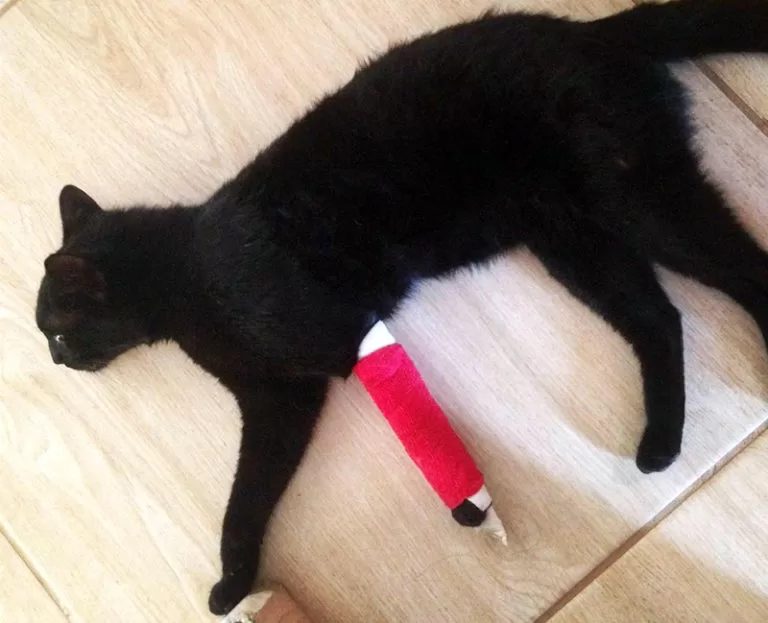 Gato preto agredido a pauladas na ‘sexta-feira 13’ precisa amputar a pata em cidade de MS