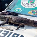 Adolescente é apreendido após ser flagrado com jacaré abatido em parque ecológico