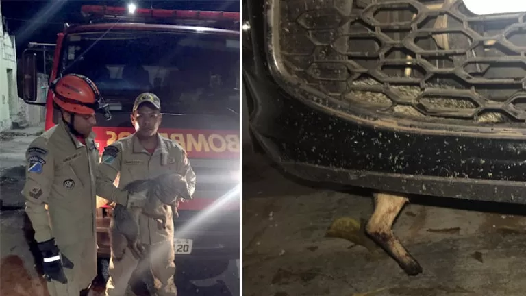 Bombeiros resgatam Lobinho do mato que ficou preso em carenagem de carro