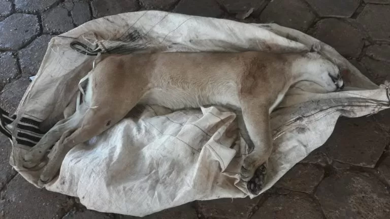 Onça-parda adulta é encontrada morta atropelada em rodovia de MS