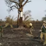 Incêndios terão efeito catastrófico para animais no Pantanal, prevê Instituto