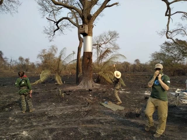 Você está visualizando atualmente Incêndios terão efeito catastrófico para animais no Pantanal, prevê Instituto